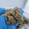 Big Back Strain UK