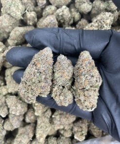 Granddaddy Purple Strain (GDP) UK